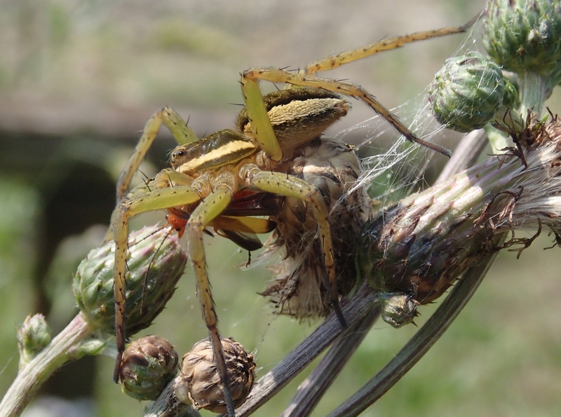 Dolomedes cf. fimbriatus  - Sernaglia della Battaglia (TV)